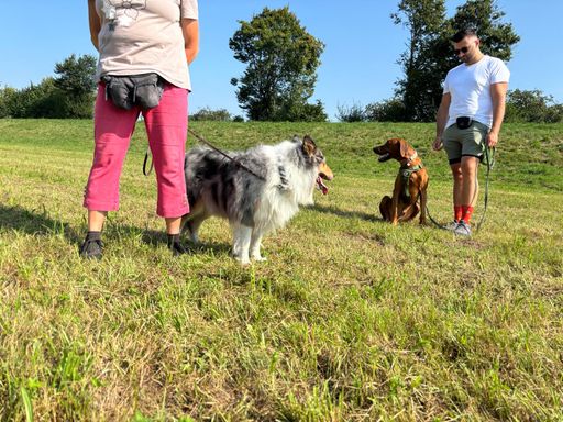 Welche Voraussetzung benötigen Hund und Halter für den Freilauf des Hundes